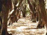 olive grove